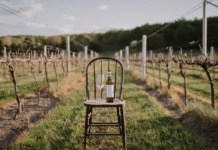 Vinification à Montréal
