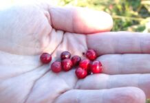 Как коренные народы Монреаля собирают и перерабатывают ягоды