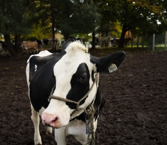 Macdonald Farm — уникальное сочетание молочной фермы и научного прогресса на острове Монреаль