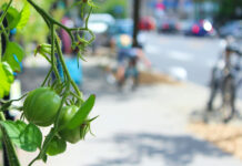 Какие аграрные разработки позволяют Монреалю быть мировой столицей городского сельского хозяйства