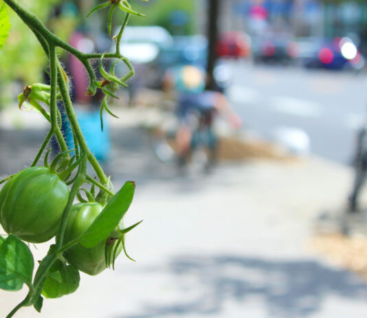 Quels développements agricoles permettent à Montréal d’être la capitale mondiale de l’agriculture urbaine?