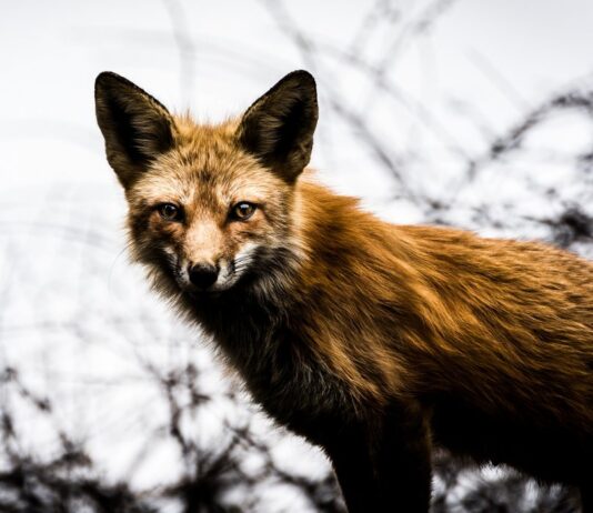 Les animaux sauvages de la métropole — des marmottes aux chauves-souris, des coyotes aux ours noirs