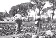 Une tranche pour le prix d’un steak — comment le melon de Montréal a été élevé et pourquoi il a disparu