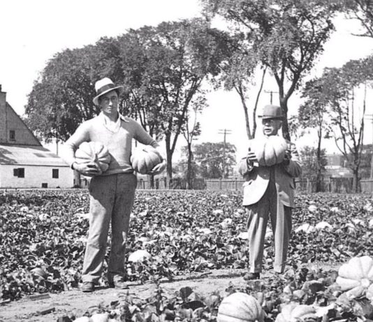 Une tranche pour le prix d’un steak — comment le melon de Montréal a été élevé et pourquoi il a disparu