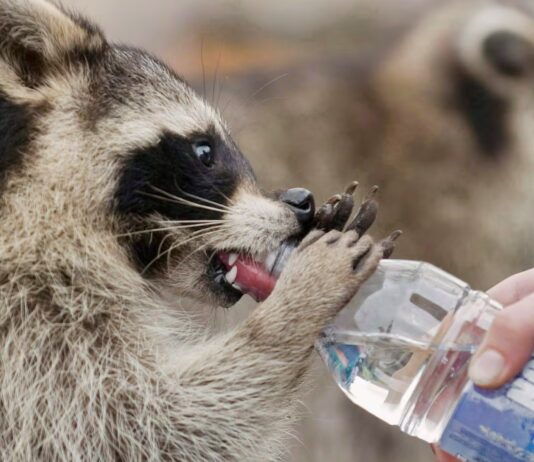 Des ratons laveurs en ville — la métropole accueille de nouveaux habitants