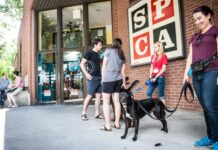 Société protectrice des animaux de Montréal — plus d’un siècle et demi de miséricorde