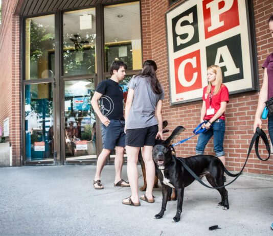 Société protectrice des animaux de Montréal — plus d’un siècle et demi de miséricorde