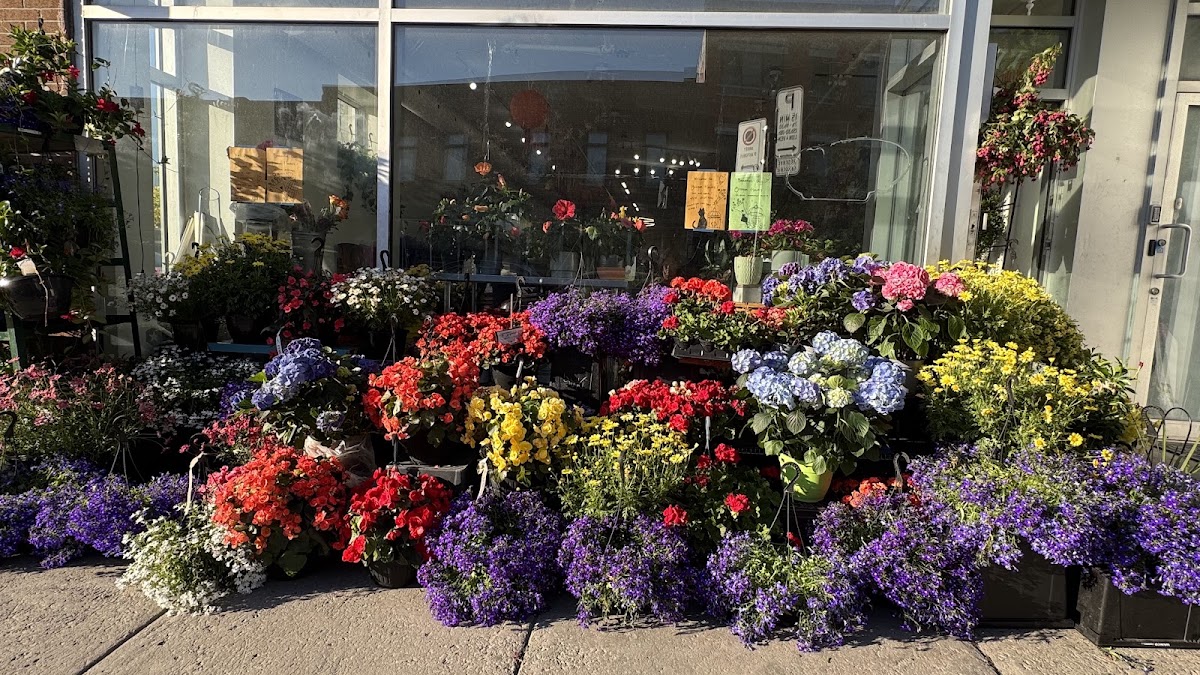 Dragon Flowers (Tamey) — Florist