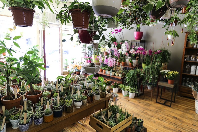 Fleuriste Abaca