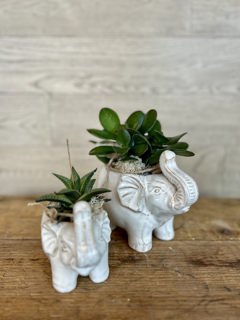 Fleuriste Dames D'Alcantara