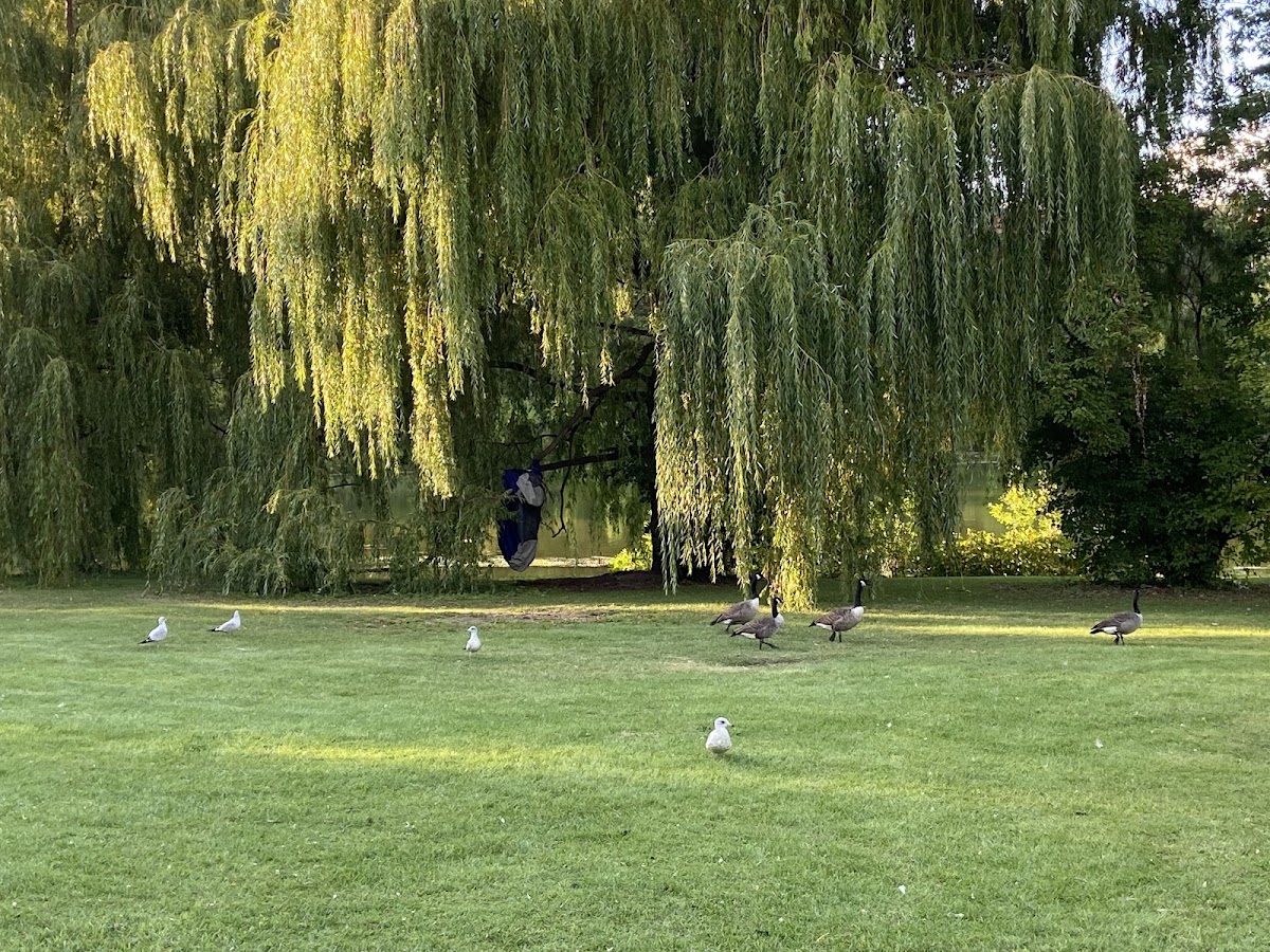 Parc Angrignon — Park